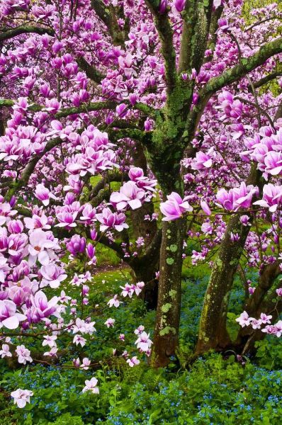 Delaware, Wilmington Cherry blossom tree